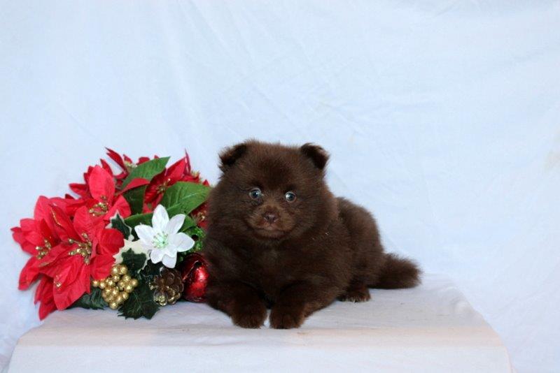 puppy, for, sale, Pomeranian, Matthew B. Stoltzfus, dog, breeder, Gap, PA, dog-breeder, puppy-for-sale, forsale, nearby, find, puppyfind, locator, puppylocator, aca